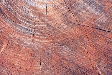 Bir kütük kesiğinde kırmızı ahşap doku. Ahşap arkaplan.
