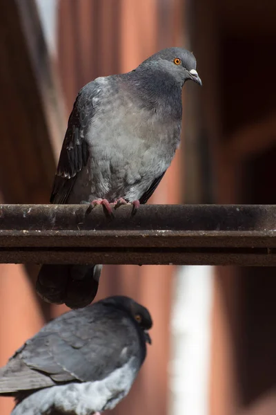 Taubenschlag Eine Taube Sitzt Auf Einer Stange Einem Taubenhaus — Stockfoto