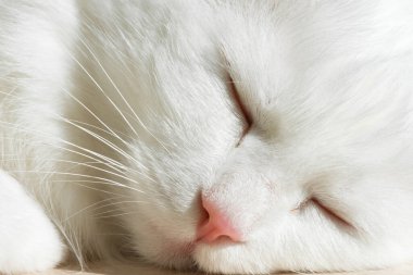 Beyaz angora kedisi uyuyor. Evcil bir kedinin yüzüne yakın çekim.