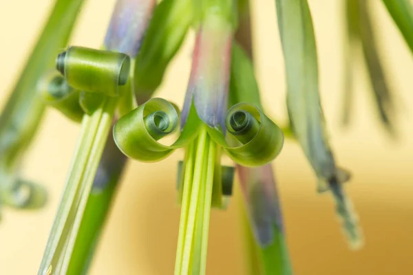 Guzman Çiçeğinin Sarmal Pulları Yakın Plan Seradaki Tropikal Bir Bitki — Stok fotoğraf