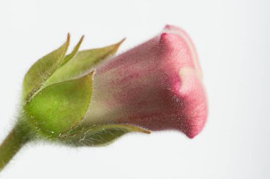 Gloxinia ya da Sinningia 'nın Pembe el çanı çiçeğinin Macro fotoğrafı. Yan görünüm.