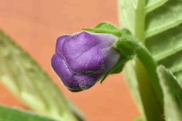 Bud Violeta Flor Campainha Interior Gloxinia Sinningia — Fotografia de Stock