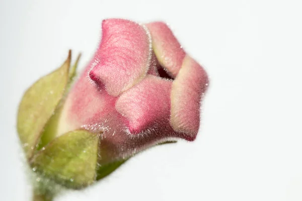 Flor Sino Rosa Gloxinia Sinningia Fundo Branco Espaço Cópia — Fotografia de Stock