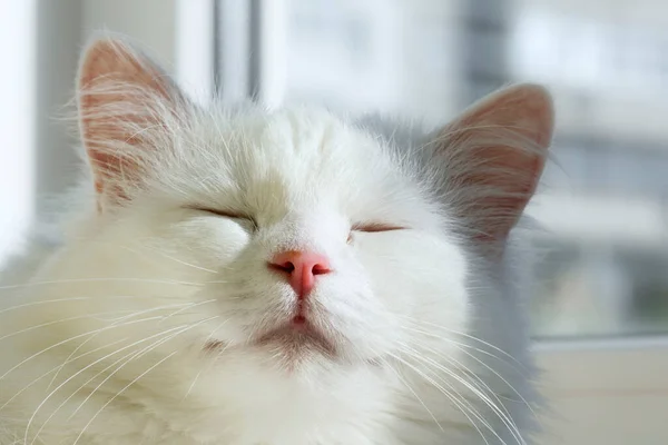 Gato Angorá Branco Está Sorrir Close Face Gato Doméstico — Fotografia de Stock