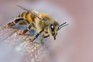 Avrupa ya da Batı bal arısı (apis mellifera) yakın plan. Kovandaki altın arılar.