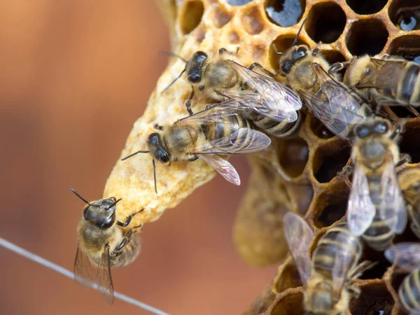 Making queen bee. European or Western honey bees (apis mellifera) on the honeycomb. Golden bees in hive close up.