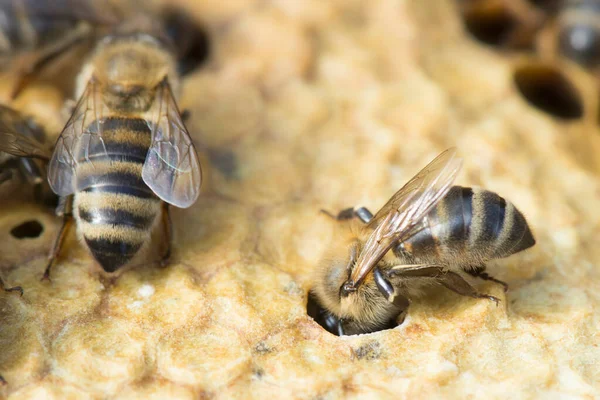 European or Western honey bees (apis mellifera) on the honeycomb. Golden bees in hive close up.