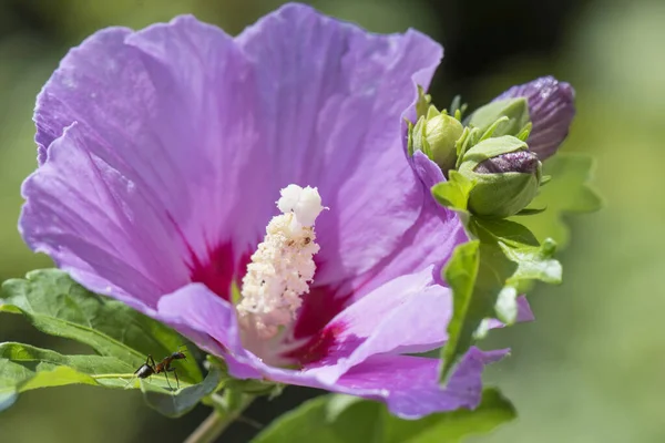 Fioletowy Kwiat Hibiskusa Kwitnął Ogrodzie Wiosną — Zdjęcie stockowe