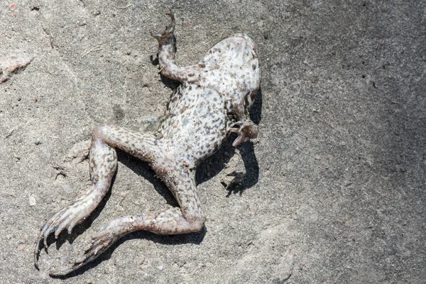 개구리 두꺼비 생태계 재난의 — 스톡 사진