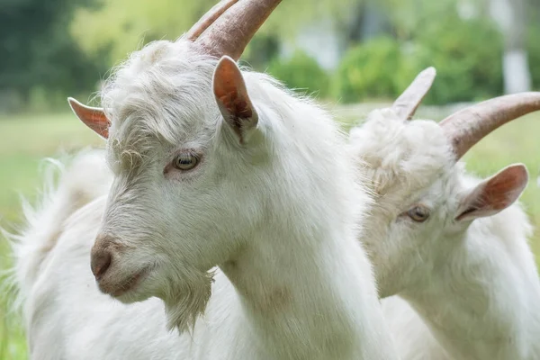 White Horned Goats Breeding Livestocks Farm — Stock Photo, Image
