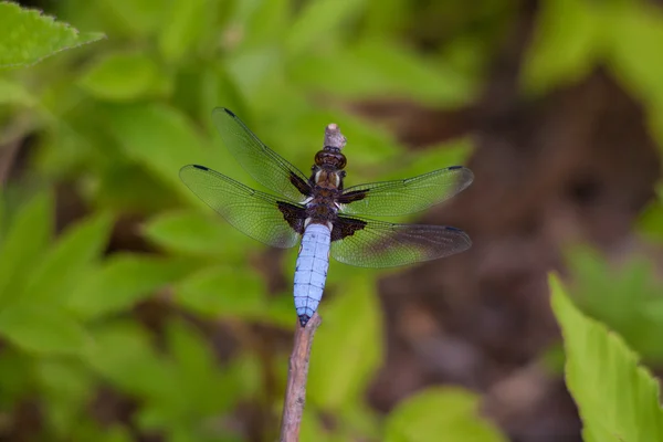 Great blue dragonfly — Stock Photo, Image