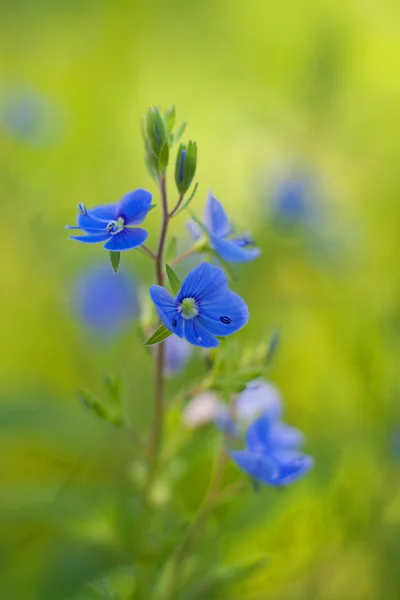 Unutma beni çiçeğim.