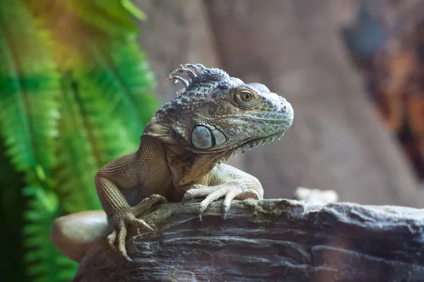 Iguana