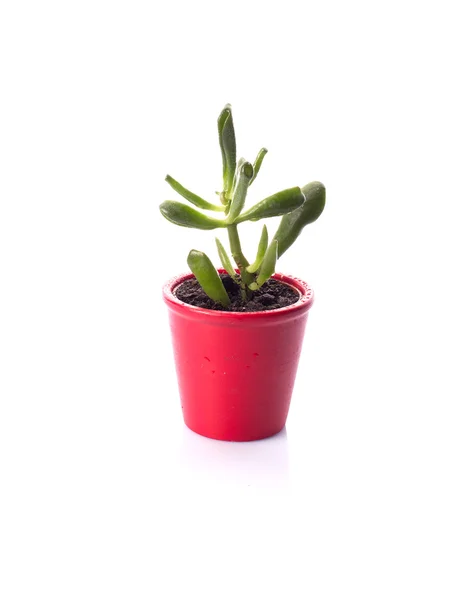 Crassula ovata Hobbit — Stock Photo, Image