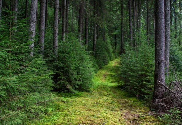 Moss ile büyümüş iz