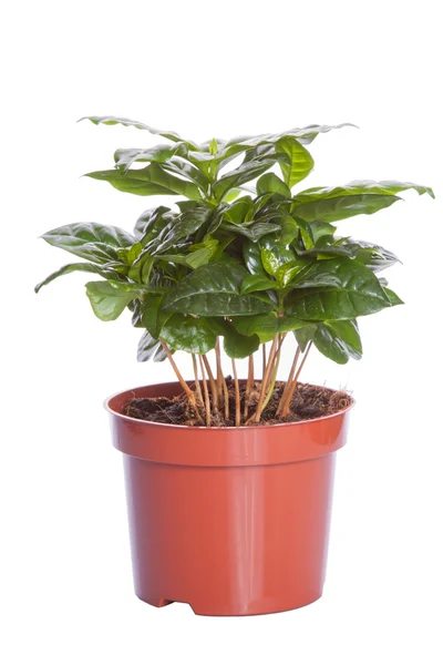 Kahve ağacı (organik)