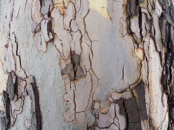 Bark texture — Stock Photo, Image