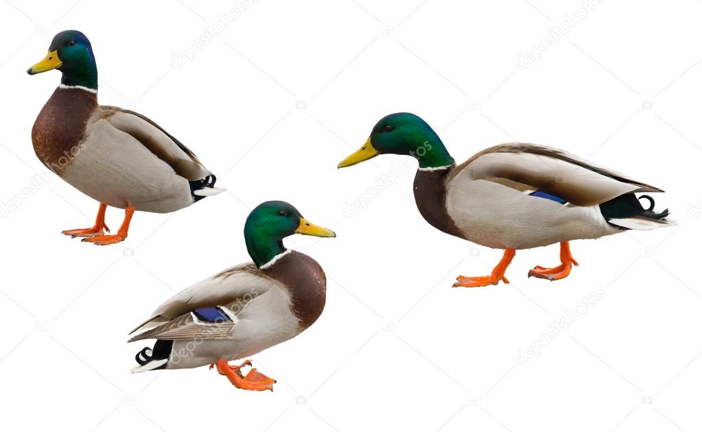 Drakes wild ducks