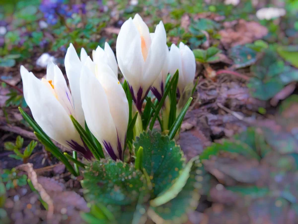 Grupa krokus — Zdjęcie stockowe