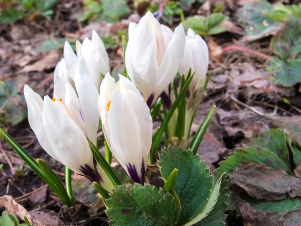 Grupo de crocus — Fotografia de Stock