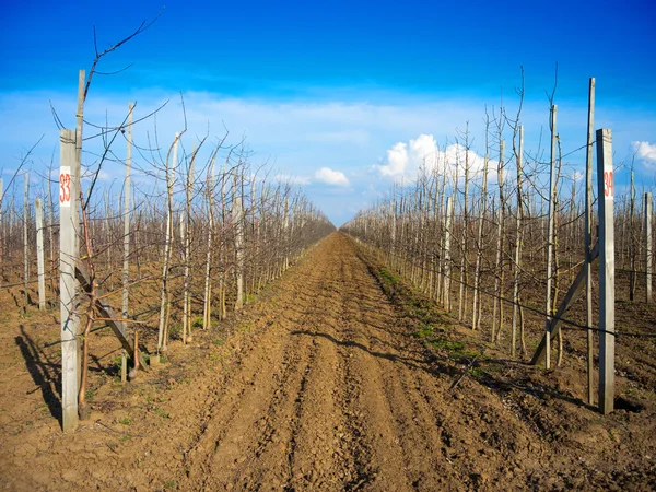 meyve ağaçları satırları