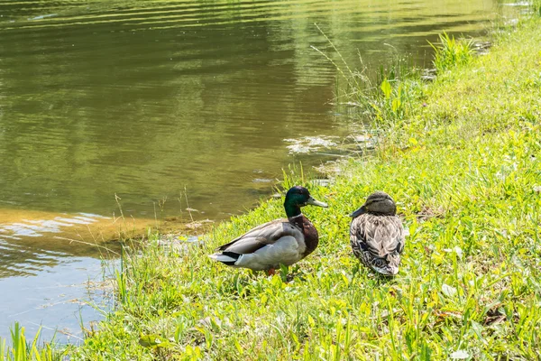 A pair of wild ducks — Stock Photo, Image