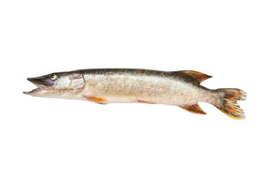 Pike