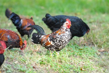 cd-rom diskleri yığını