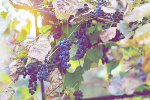 Blue grapes — Stock Photo, Image