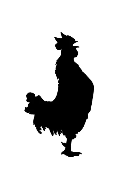 Funny screaming silhouette rooster — Stock Photo, Image