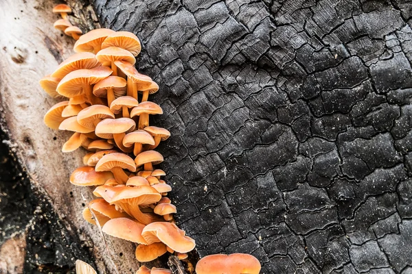 Flammulina velutipes