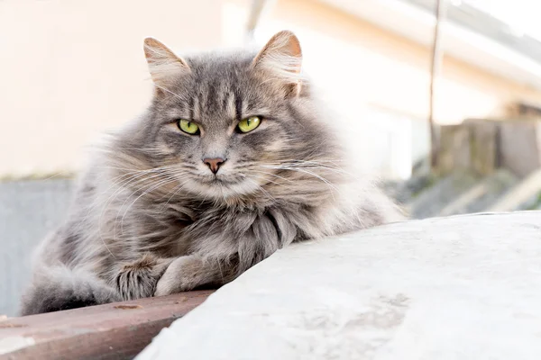 uzun saçlı çizgili kedi