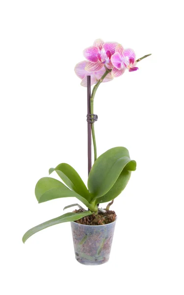 küçük phalaenopsis
