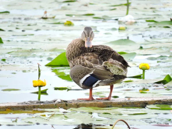 Pato selvagem — Fotografia de Stock