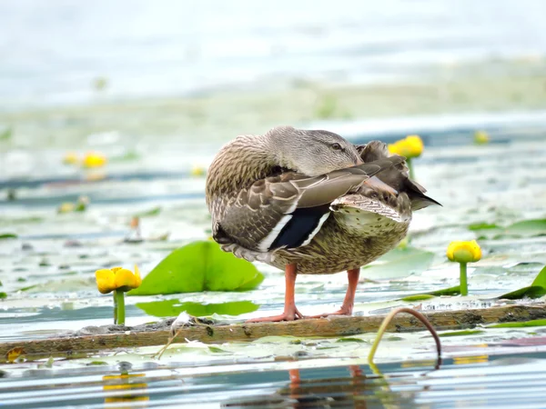 Wild duck — Stock Photo, Image