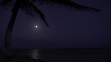 Gece Karayipler sahilinde dolunay. Karayipler 'de tatilde. Geceleri denizde ay ve palmiye ağaçları. Gelgitte ayı izlemek..