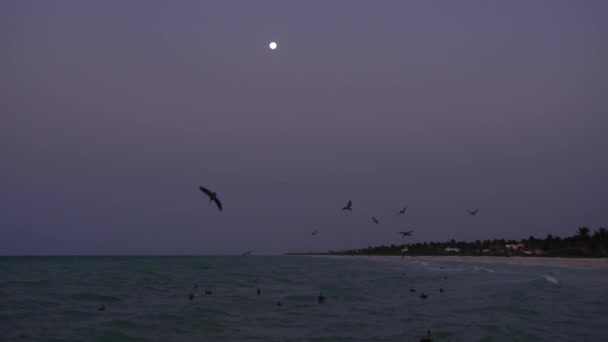 鹈鹕在黄昏时在加勒比海沿岸觅食 成群结队的鹈鹕在日落时跳入水中吃鱼 在墨西哥尤卡坦海滩捕鱼的鸟 许多鹈鹕在黎明时分和满月之下捕猎 — 图库视频影像