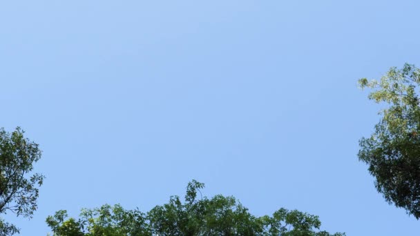Коммерческий Авиалайнер Летящий Небу Самолет Полете Авиалайнер Приближается Посадке Пассажирский Стоковое Видео