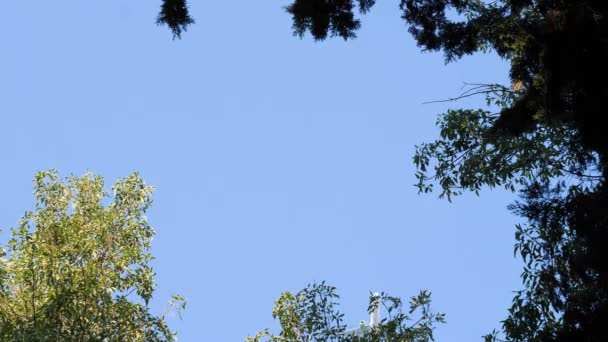 Verkehrsflugzeuge Fliegen Über Den Himmel Flugzeuge Auf Der Flucht Verkehrsflugzeug — Stockvideo