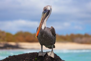 Pelikan bich üzerinde