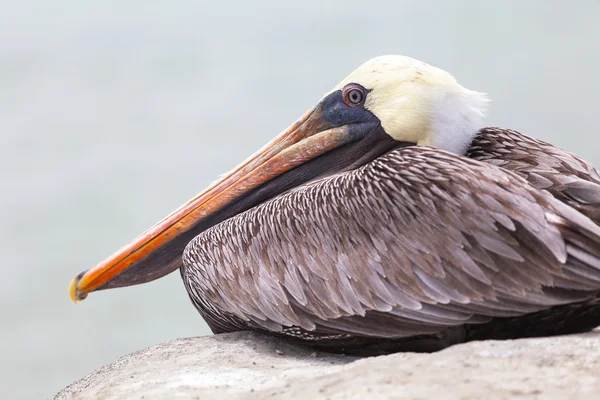Pelican, galapagos eilanden — Stockfoto