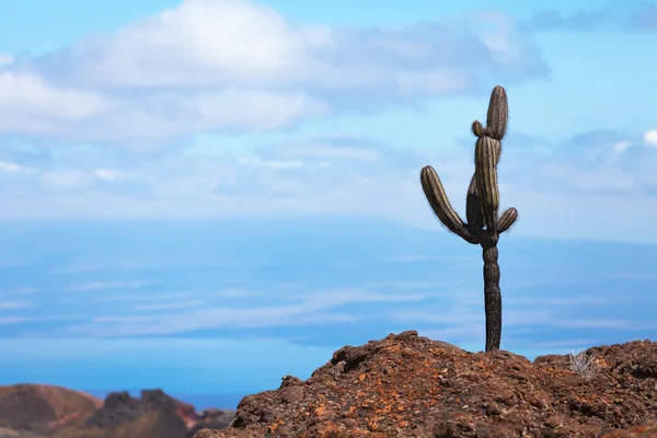 Cactus on a volcano Sierra Negra, Galapagos Islands, Ecuador. — Stock Photo, Image