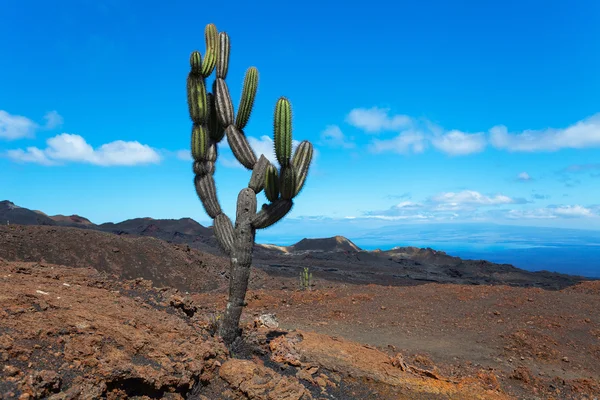 Cactus op een vulkaan sierra negra, galapagos eilanden, ecuador. — Stockfoto