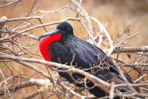 Firkateyn kuşu erkek, Kuzey seymour Adası — Stok fotoğraf