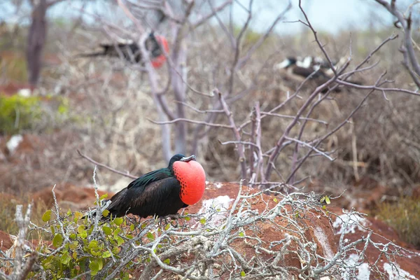 Firkateyn kuşu erkek, Kuzey seymour Adası — Stok fotoğraf