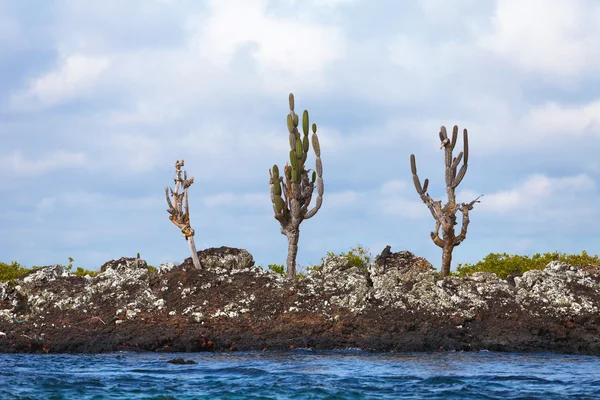 Cactus sull'isola vulcanica delle Galapagos — Foto Stock