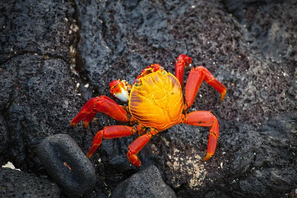加拉帕戈螃蟹，加拉帕戈群岛 — 图库照片