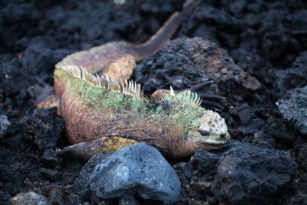 Battle male marine iguanas — Stock Photo, Image