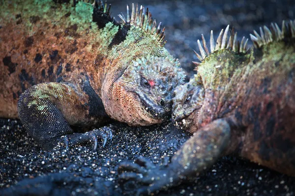 Iguanes marins mâles bataille — Photo