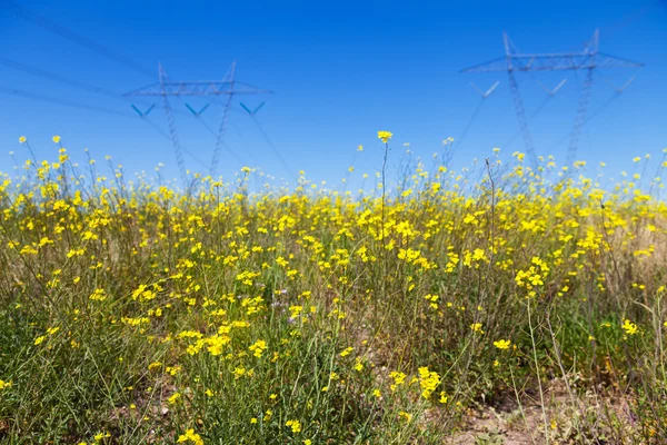 Transmission line towers — Stock Photo, Image